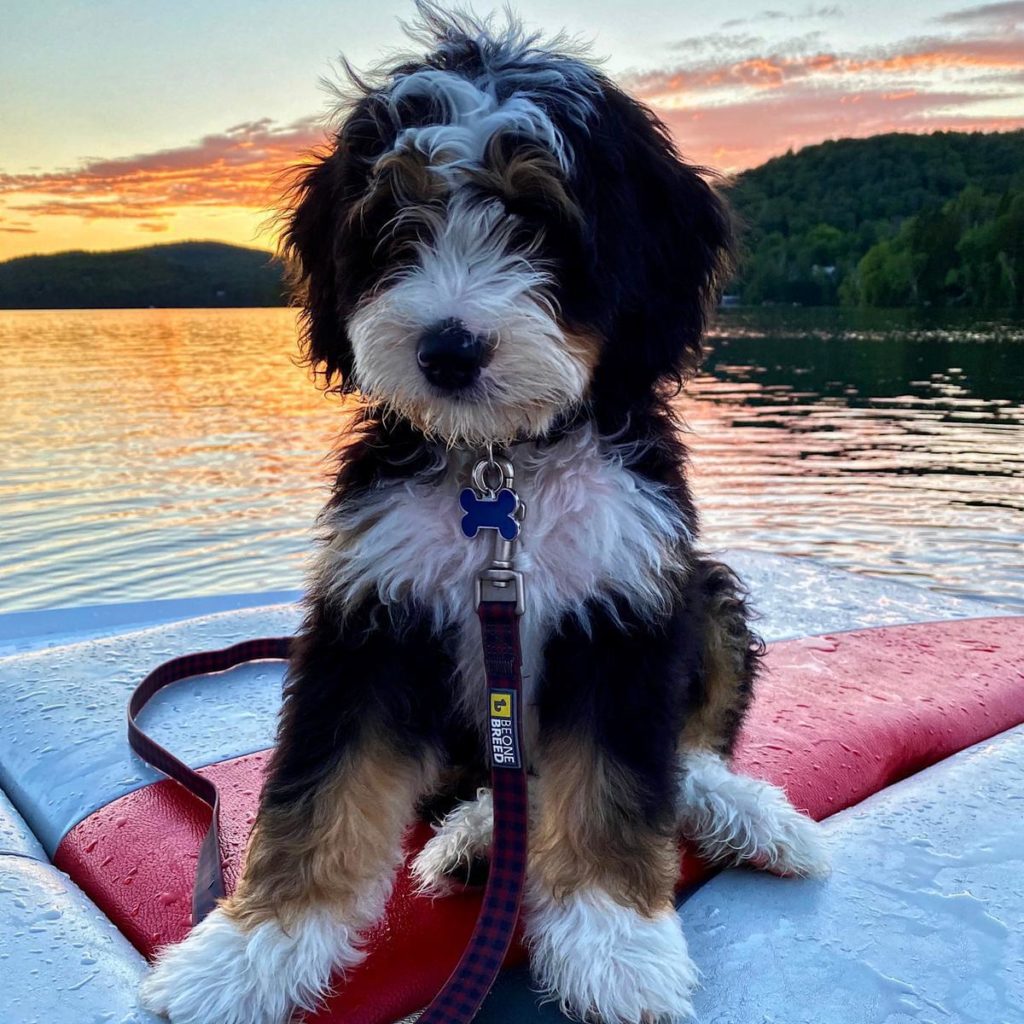 Mini best sale bernedoodle grown