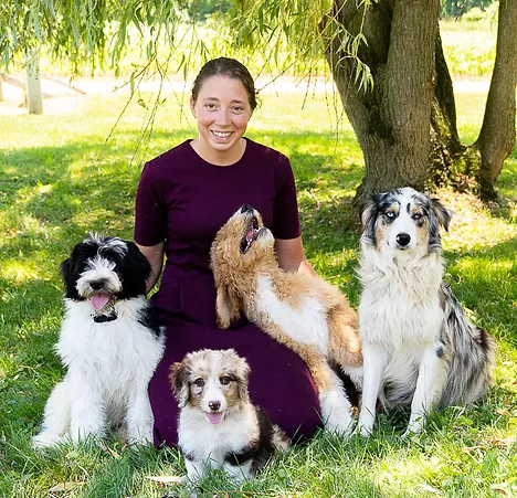 Puppy Intelligence With Four Dogs In Training