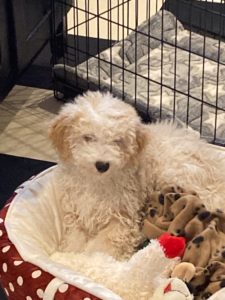 Review for The Bernedoodles