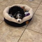 Puppy Picture Review for The Bernedoodles