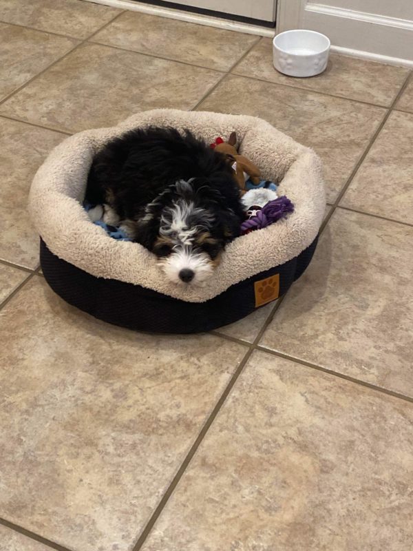 Puppy Picture Review for The Bernedoodles