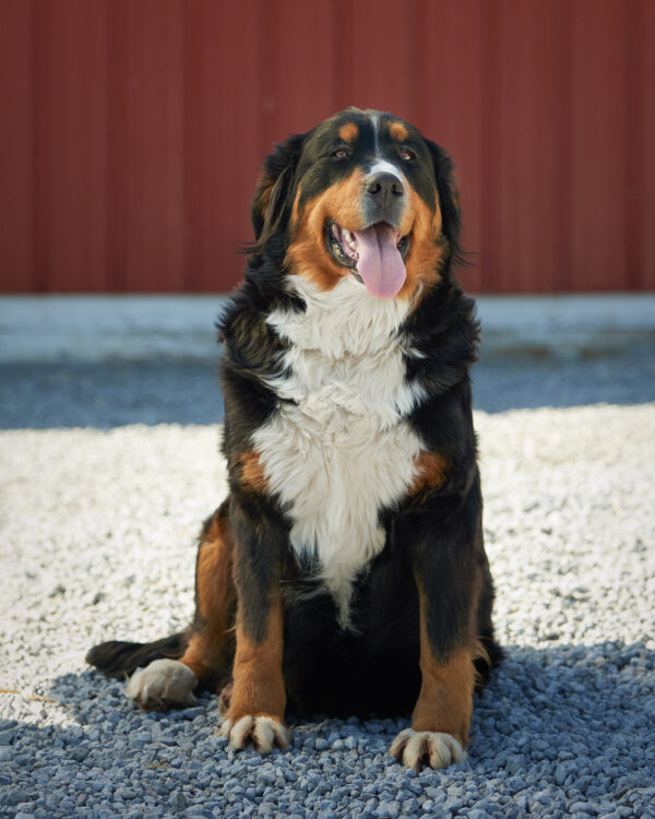 Jody the Bernese Mountain Dog Mom