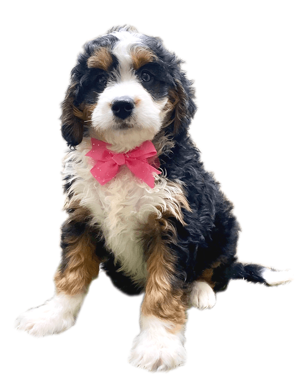 Mini Bernedoodle Home Page Cutout with white outline 3
