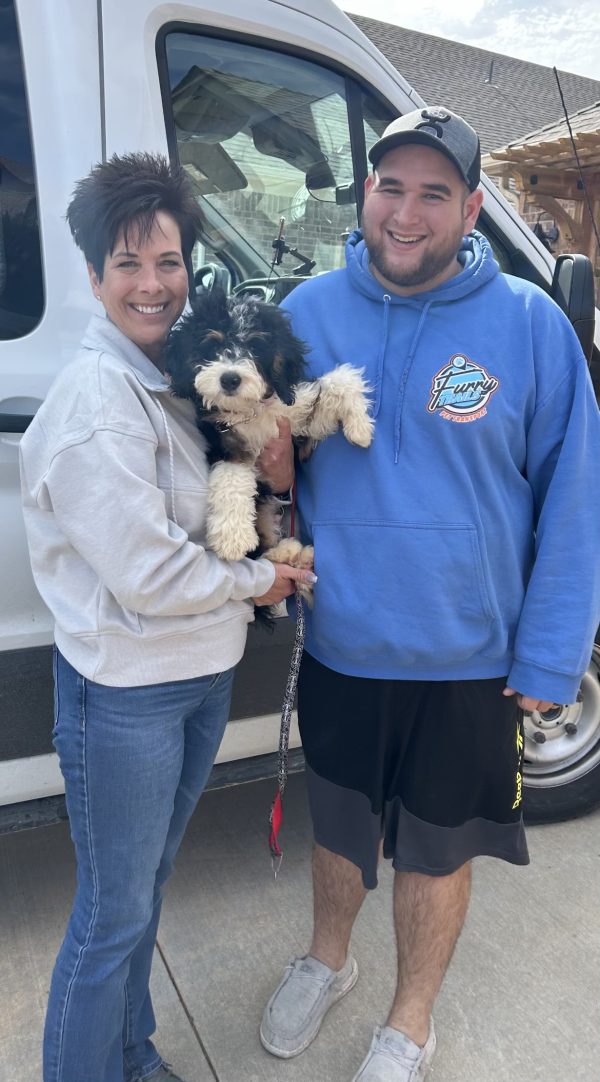 Mini-Bernedoodle With Delivery Driver Review