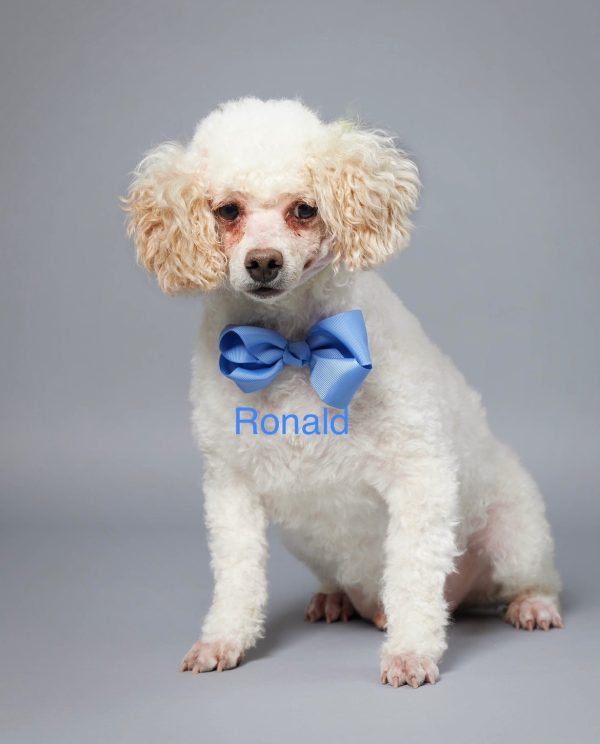 Ronald the Poodle Dad