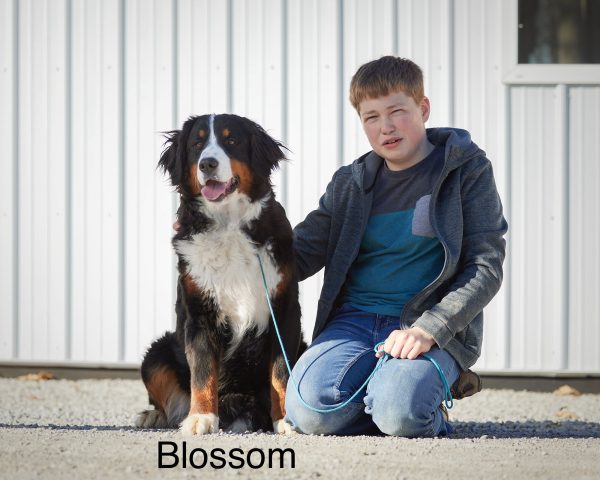 Blossom the Bernese Mountain Dog Mom
