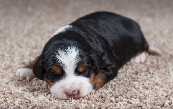 mini bernedoodle puppy