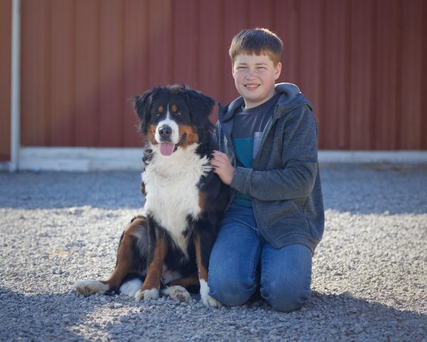 Lilly the Bernese Mountain Dog