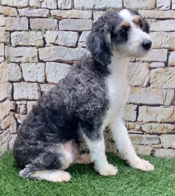 Wendy the mini-berndoodle mom