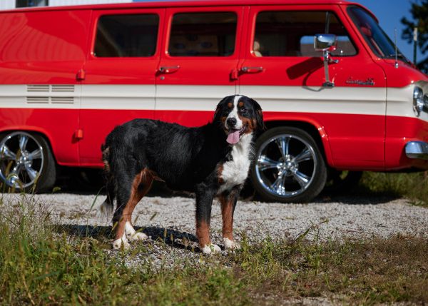 happy the bernese mountian dog mother mom