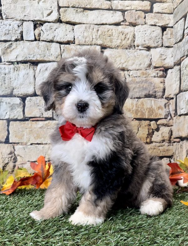 Mr. Zeus the Mini-Bernedoodle