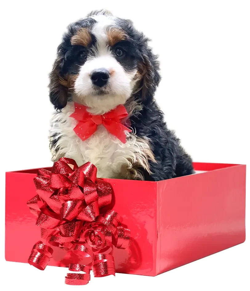 Mini Bernedoodle Puppy Cutout In A Christmas Present Box