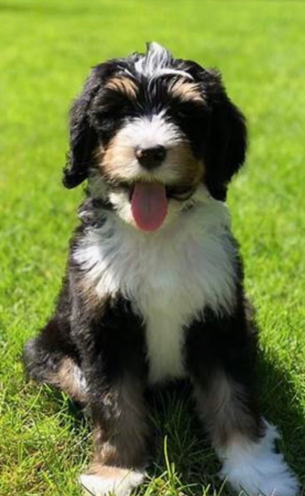 Mr Denali The F1b Micro Mini Bernedoodle The Bernedoodles