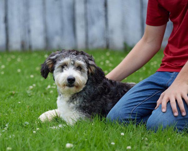 Brianna The Mini Bernedoodle Mom