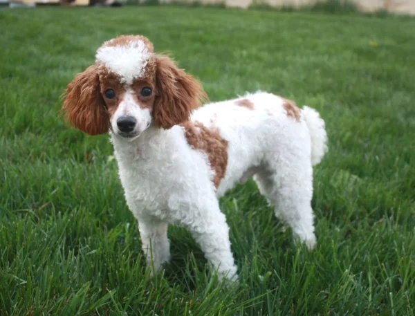 Charlie The Miniature Poodle Dad