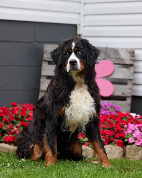Tara The Bernese Mountain Dog Mom