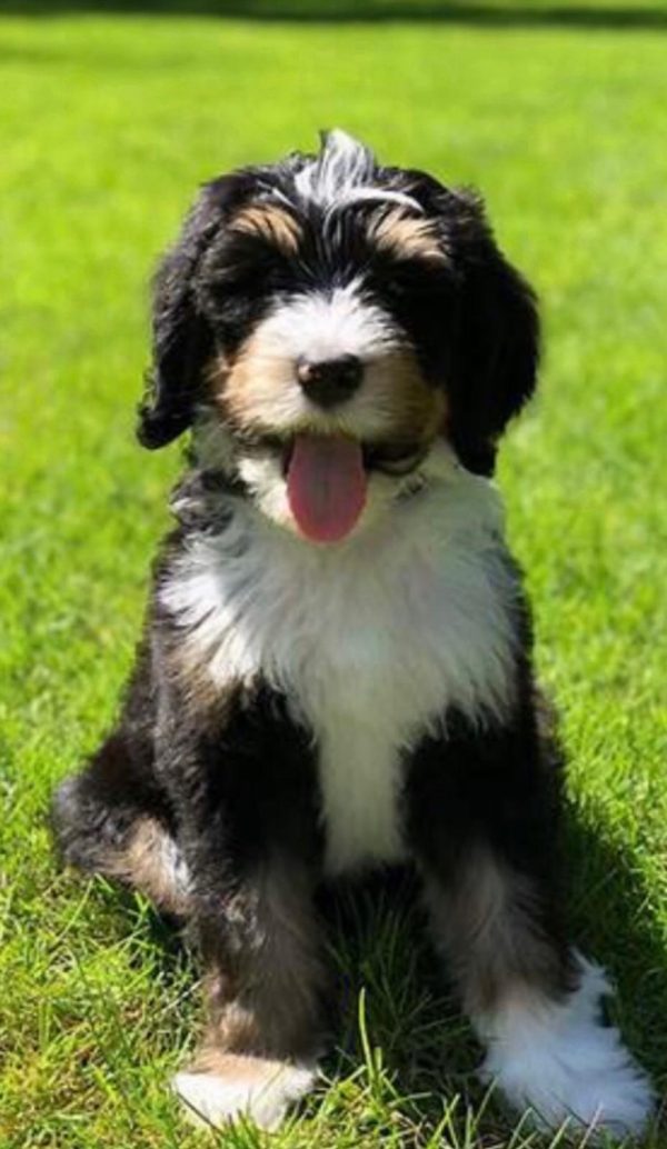Flower The Mini-Bernedoodle Mom