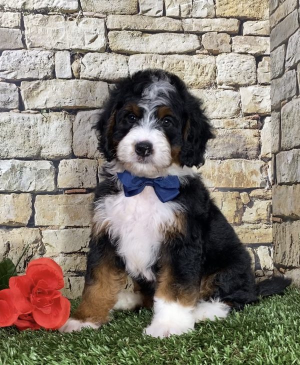 Mr. Ian the Mini-Bernedoodle