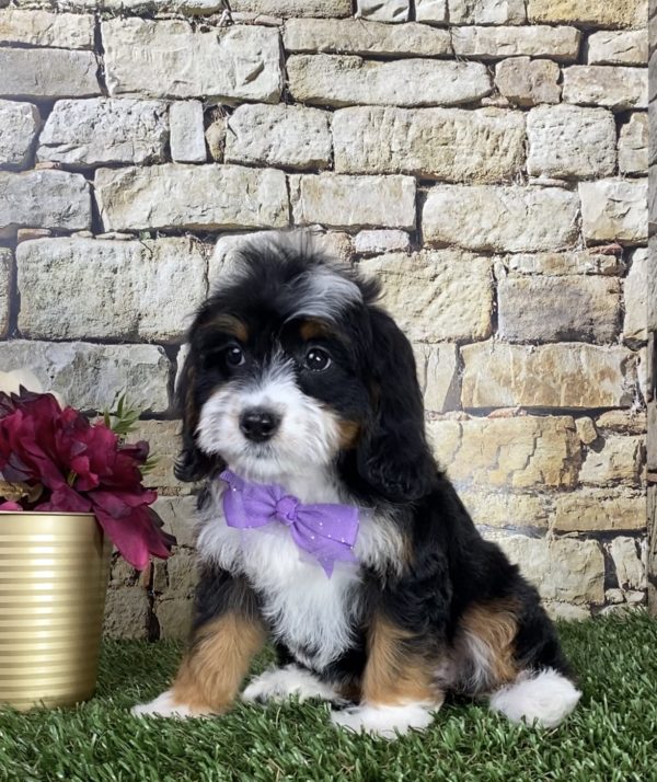 Ms. Jennifer the Mini-Bernedoodle