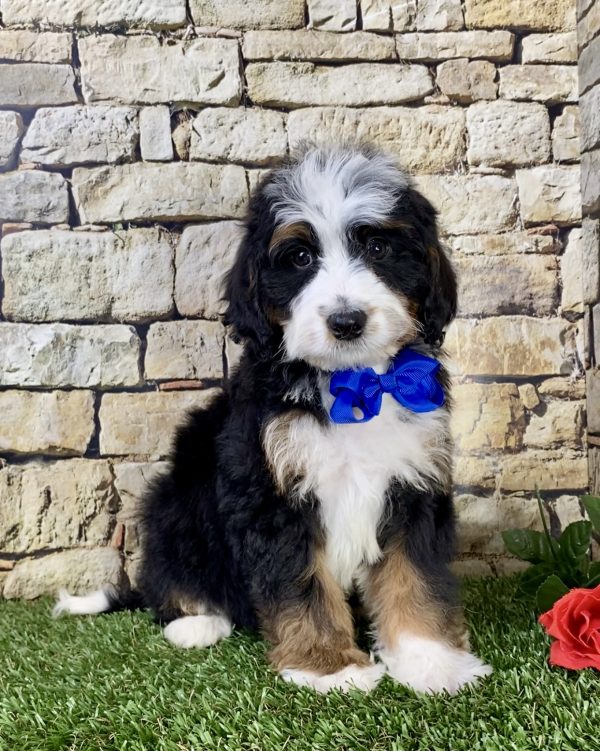 Mr. Tyler the Mini-Bernedoodle