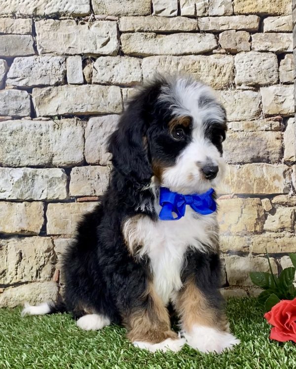 Mr. Tyler the Mini-Bernedoodle - Image 2