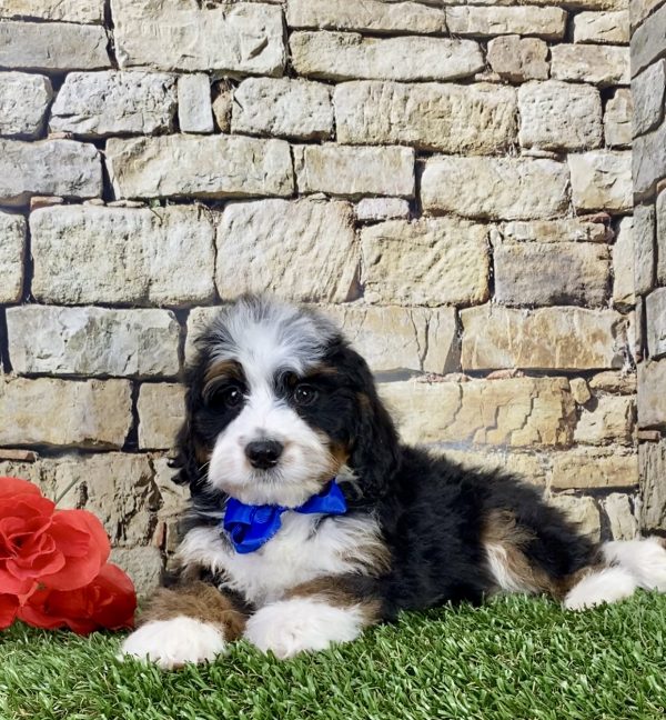 Mr. Tyler the Mini-Bernedoodle - Image 4