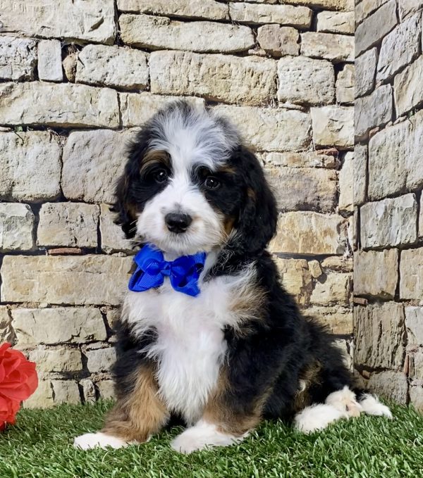 Mr. Tyler the Mini-Bernedoodle - Image 5