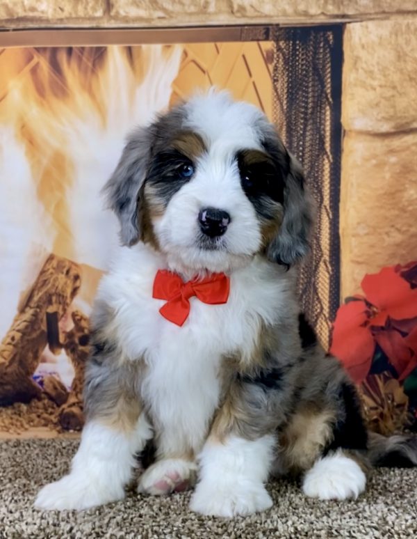 Mr. DuraMax the Mini-Bernedoodle