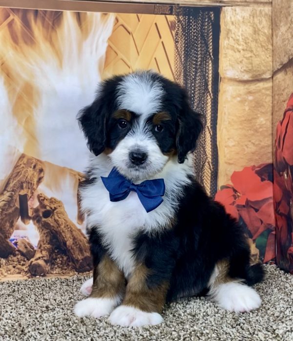 Mr. Kyle the Mini-Bernedoodle