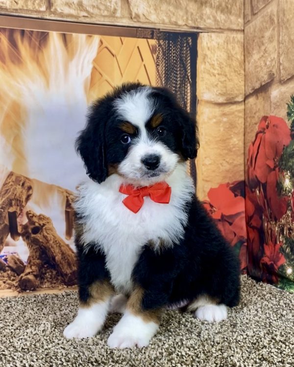 Mr. Kurt the Mini-Bernedoodle