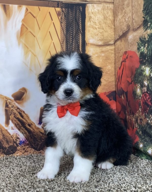 Mr. Karl the Mini-Bernedoodle