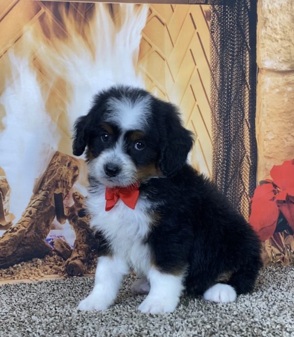 Mr. Karl the Mini-Bernedoodle - Image 6