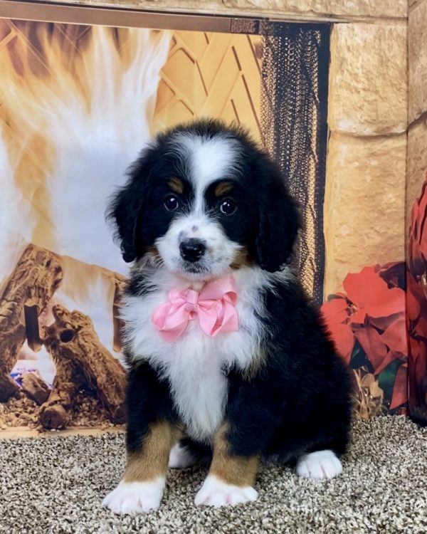 Ms. Kate the Mini-Bernedoodle