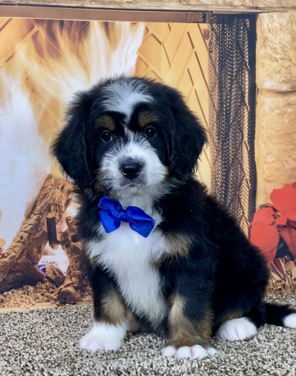 Mr. Ken the Mini-Bernedoodle