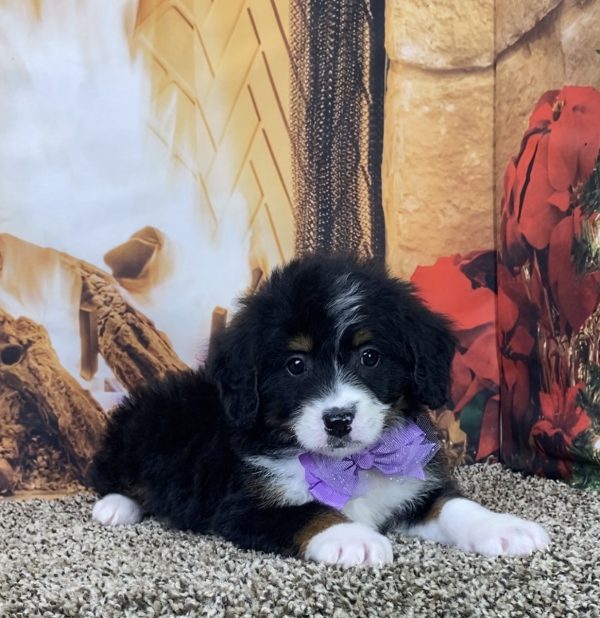 Ms. Kimberly the Mini-Bernedoodle - Image 2