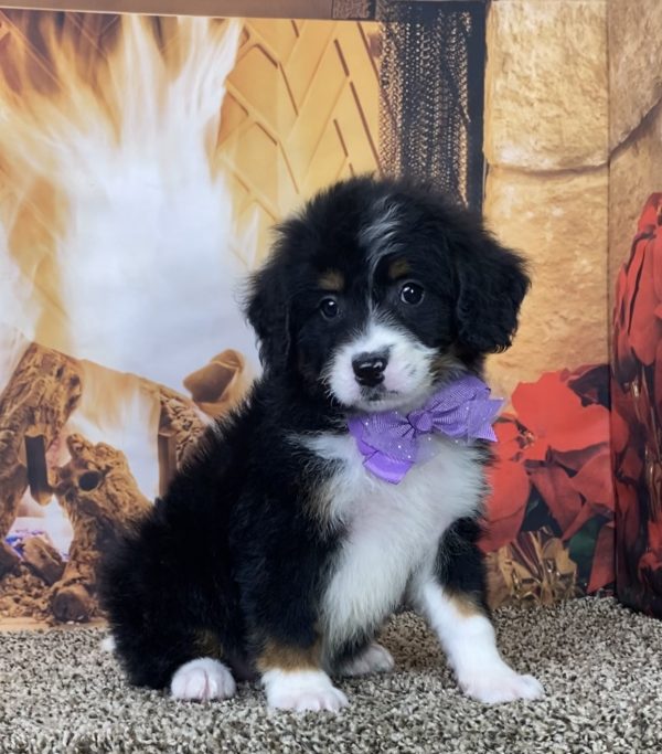 Ms. Kimberly the Mini-Bernedoodle