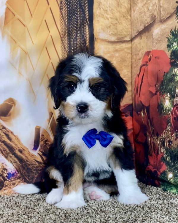 Mr. Jordan the Mini-Bernedoodle