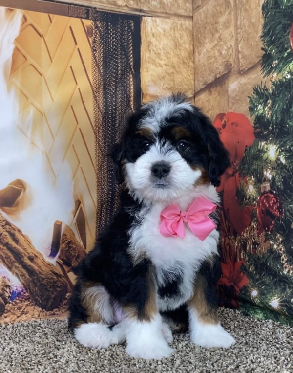 Ms. Jennifer the Mini-Bernedoodle