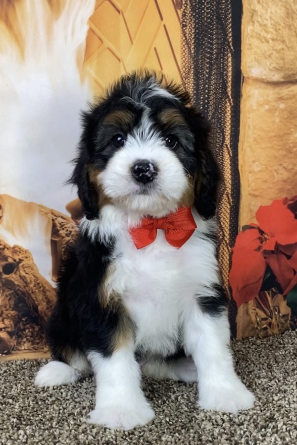 Mr. Jared the Mini-Bernedoodle