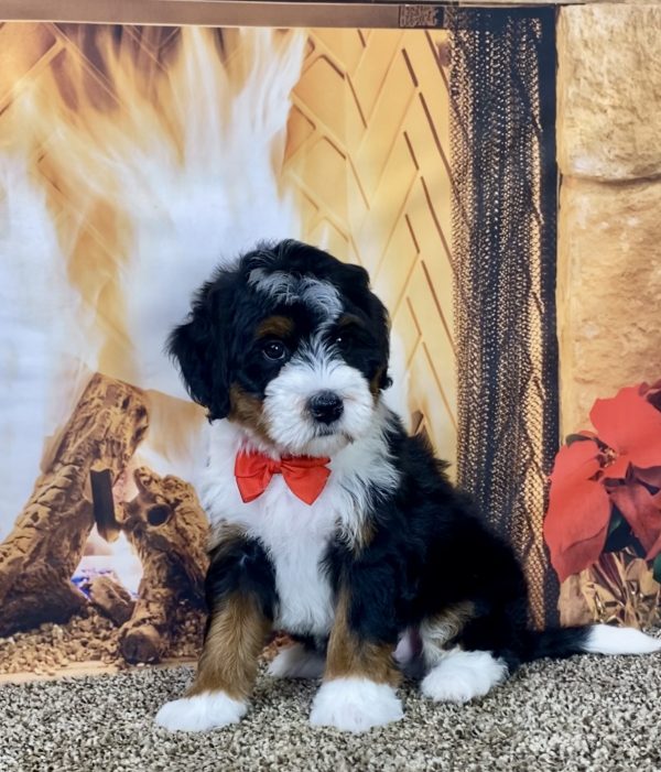 Mr. Joshua the Mini-Bernedoodle