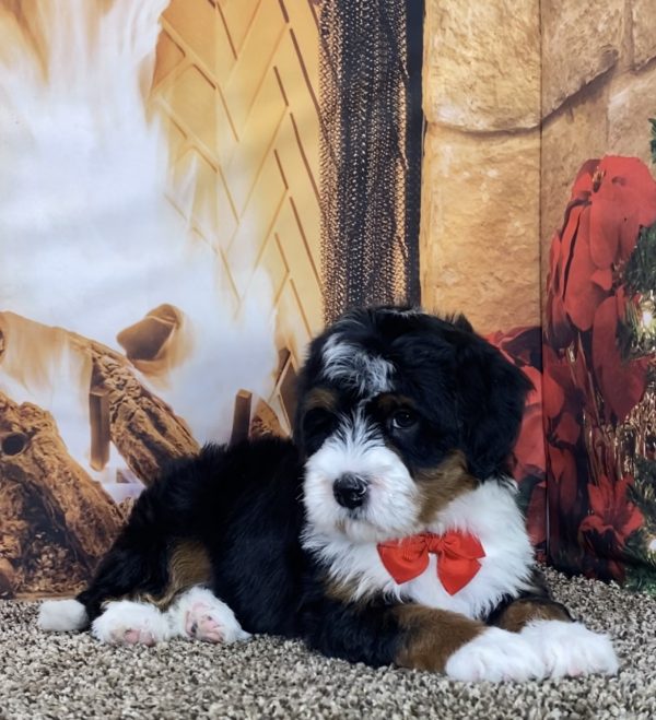 Mr. Joshua the Mini-Bernedoodle - Image 6