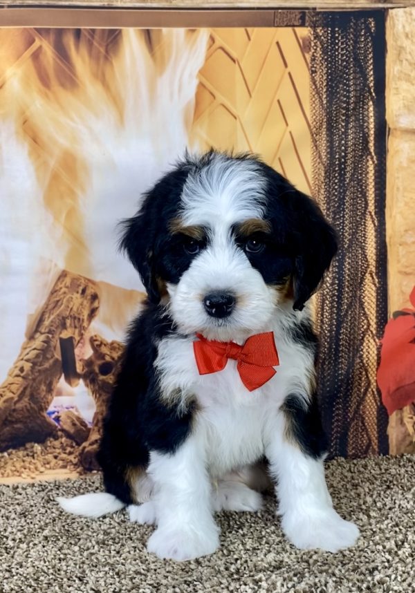 Mr. Jethro the Mini-Bernedoodle - Image 2