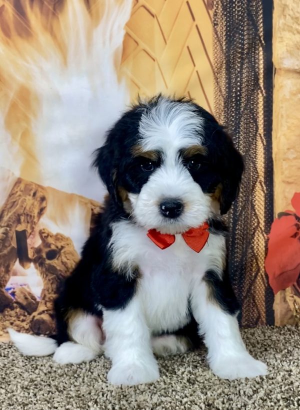 Mr. Jethro the Mini-Bernedoodle - Image 6