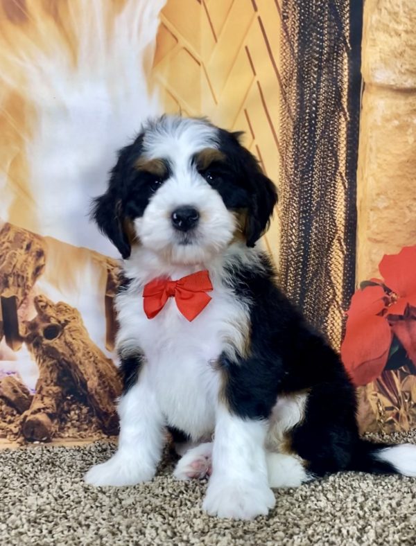 Mr. Jethro the Mini-Bernedoodle