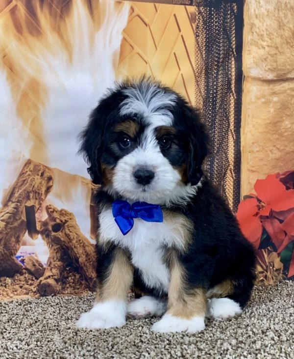 Mr. Joel the Mini-Bernedoodle