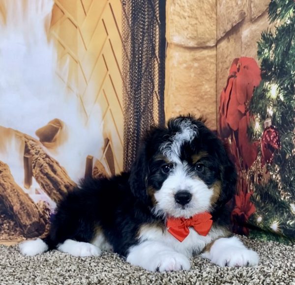 Mr. Jay the Mini-Bernedoodle - Image 2