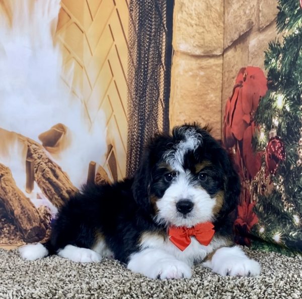 Mr. Jay the Mini-Bernedoodle - Image 5