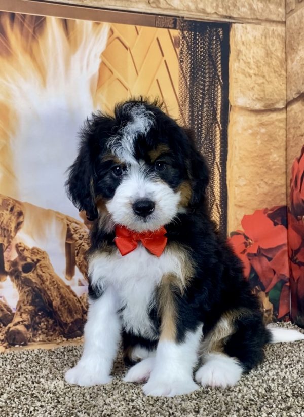 Mr. Jay the Mini-Bernedoodle