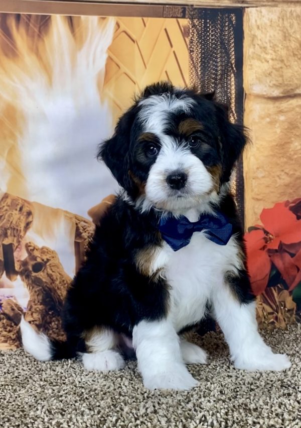 Mr. Jeff the Mini-Bernedoodle