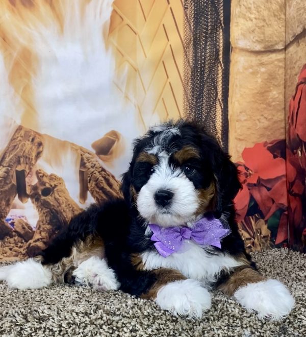 Ms. Hailey the Mini-Bernedoodle - Image 6